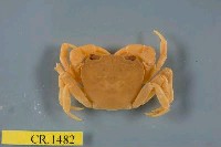 藏品(拉氏明溪蟹)的圖片